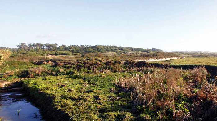 APAP diz que obras anunciadas pelo presidente da Câmara são um “atentado ambiental”