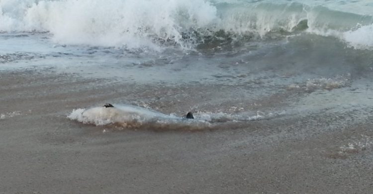 Animais mortos dão à costa em Vila do Conde