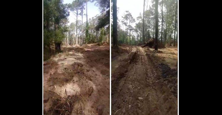 Câmara de Vila do Conde fez “brutal devastação” na Paisagem Protegida, denuncia associação