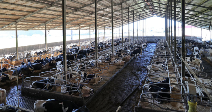 Suíços investem em Guilhabreu na produção de biometano