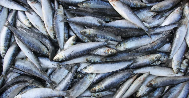 Pesca da sardinha vai ser retomada
