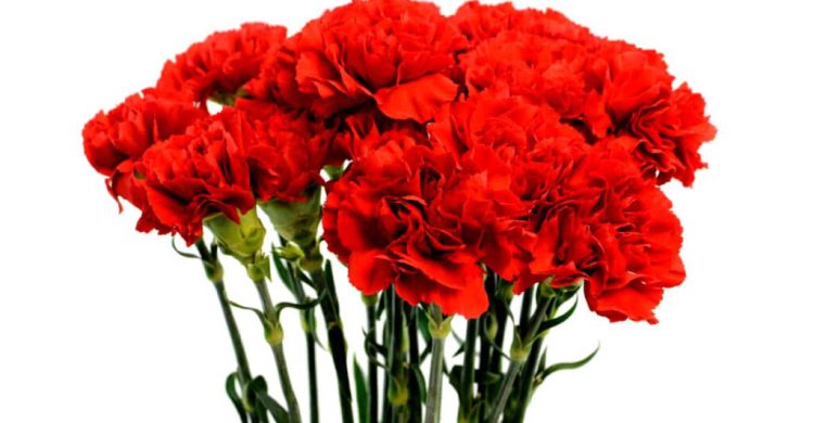 Vila do Conde: vozes seniores cantam a Liberdade