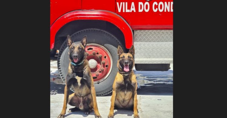 Cães de Vila do Conde vão à Taça de Portugal