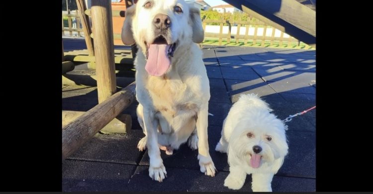 Em Vila do Conde vai começar a vacinação de cães. Que é obrigatória