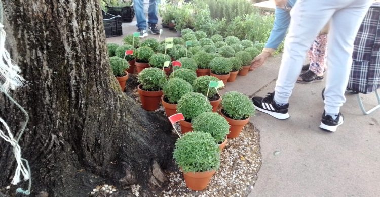 Em Vila do Conde já cheira a S. João. E com motivo…