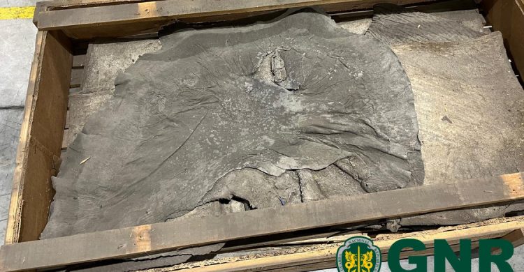 Vila do Conde: descobertas partes de….elefante