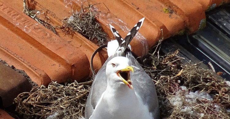 Vila do Conde contrata empresa para controlar população de gaivotas