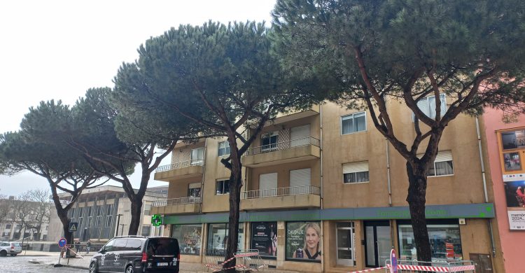 Câmara de Vila do Conde vai abater 4 árvores de grande porte (fotos)