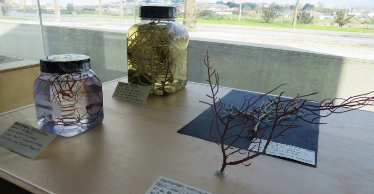 “Tesouros marinhos” já chegaram a Vila do Conde (com fotos). E pode vê-los…