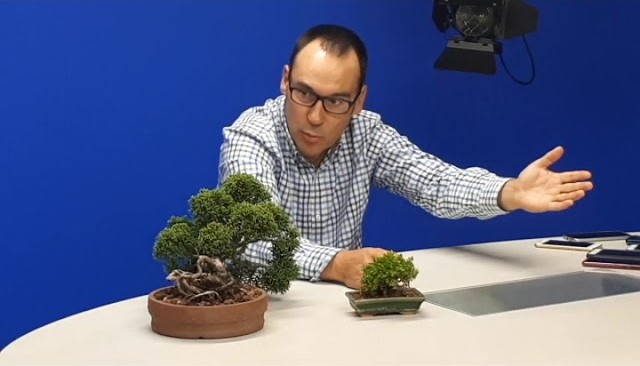 Vilacondense João Paulo Meneses mostra os seus bonsais