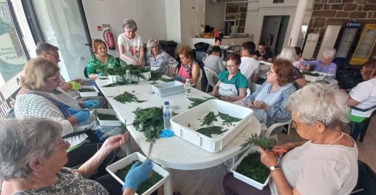 Vila do Conde tece tapete de flores para o Corpo de Deus