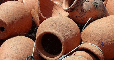 Decretado “defeso” do polvo. Capturas vão ser suspensas