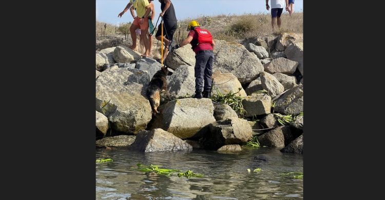 Vila do Conde: evitado afogamento de cão no rio Ave