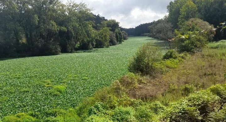 Vila do Conde: rio Ave capturado pelos “jacintos-de-água” (com fotos)