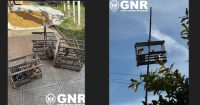 Vila do Conde: detido por “crime de dano contra a natureza”