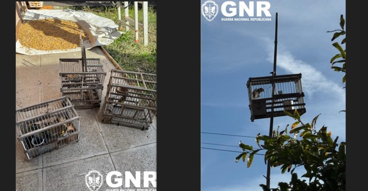Vila do Conde: detido por “crime de dano contra a natureza”