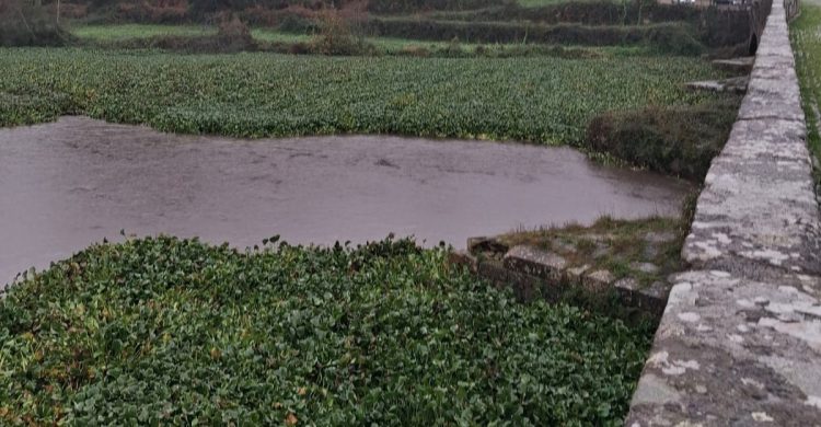 Câmara de Vila do Conde sente-se “impotente” para eliminar praga no rio Ave